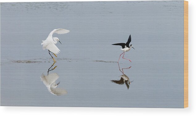 Beautiful Wood Print featuring the photograph The Encounter by Dawn Currie