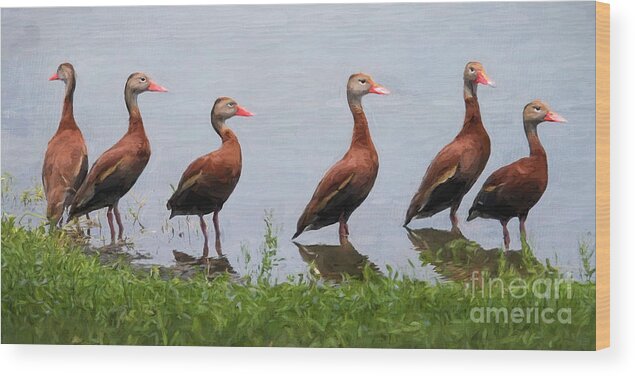 Black-bellied Whistling Ducks Wood Print featuring the digital art The Gathering by Jayne Carney