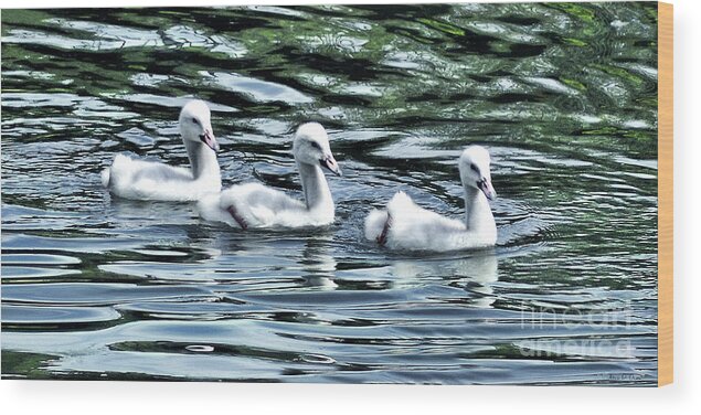 Baby Swans Wood Print featuring the photograph Three Little Flappers by Adam Olsen