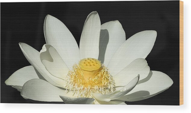 Water Wood Print featuring the pastel Water Lilly by Sean Allen