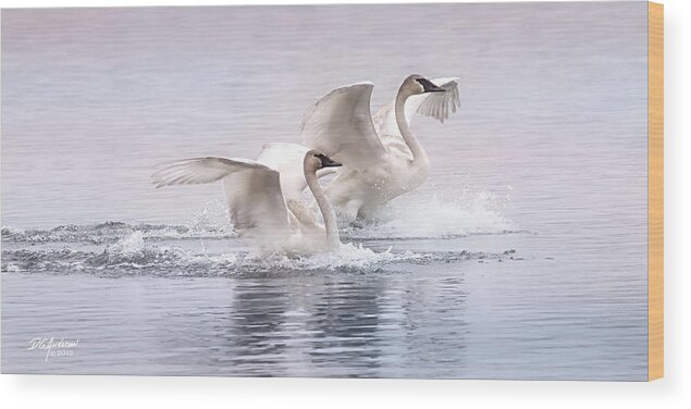 Swans Wood Print featuring the photograph Pastel Swans by Don Anderson