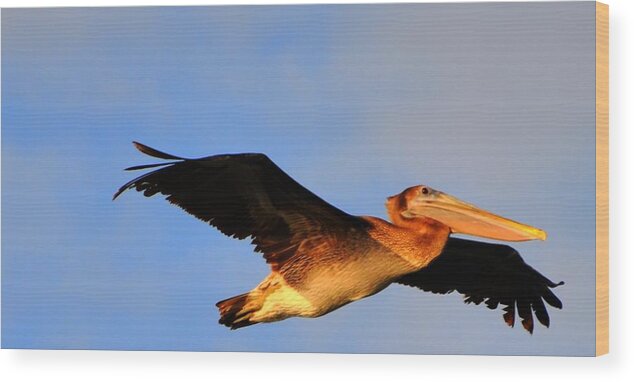 Great Blue Heron Wood Print featuring the digital art Soaring by Barry R Jones Jr