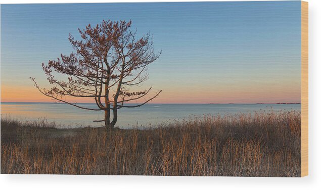 Tree Wood Print featuring the photograph The View #1 by Robin-Lee Vieira