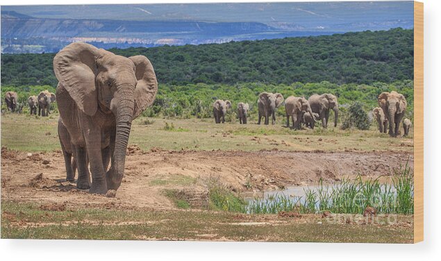 Elephant Wood Print featuring the photograph And the Herd Comes Marching In by Jennifer Ludlum
