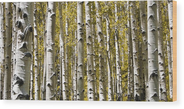 3scape Photos Wood Print featuring the photograph Autumn Aspens by Adam Romanowicz