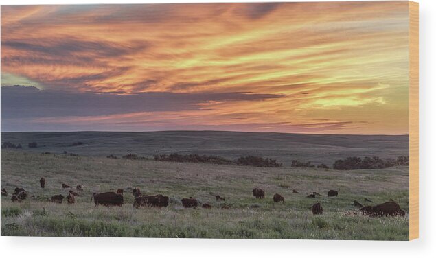 Kansas Wood Print featuring the photograph Bison at Sunrise by Rob Graham