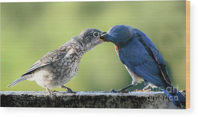 Bluebird Wood Print featuring the photograph Blue Breakfast by Amy Porter