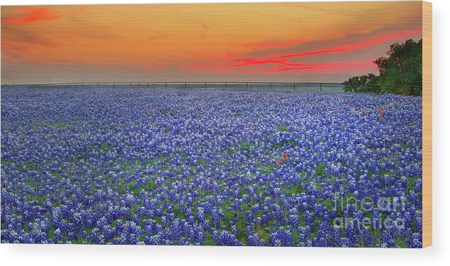 Texas Bluebonnets Wood Print featuring the photograph Bluebonnet Sunset Vista - Texas landscape by Jon Holiday