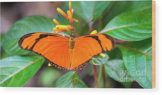 Butterfly Wood Print featuring the photograph Butterfly #2017 by Chuck Flewelling
