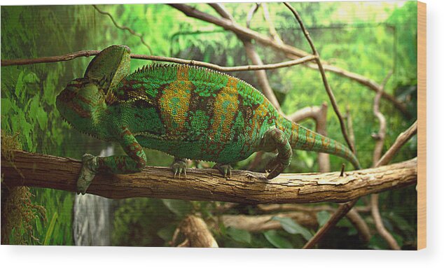 James Smullins Wood Print featuring the photograph Chameleon by James Smullins