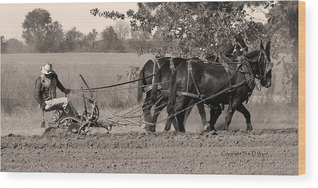 Photography Wood Print featuring the photograph Checking the Row by Steven Ward