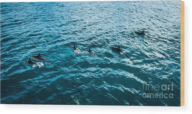 Hawaii Wood Print featuring the photograph Dolphins Off Of The Na Pali Coast by Blake Webster