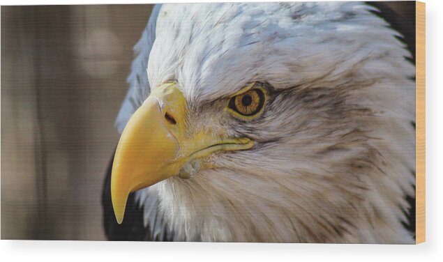 Bald Eagle Wood Print featuring the photograph Eagle Eye by Holly Ross