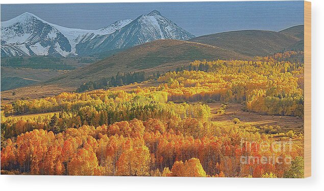 Aspen Grove Wood Print featuring the photograph Evening Aspen by L J Oakes