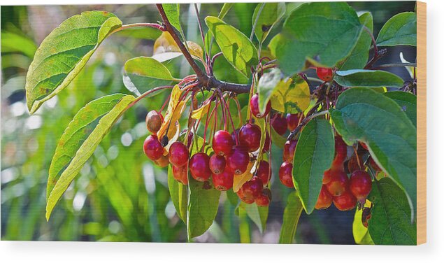 Crabapples Wood Print featuring the photograph Fall Gardens Ornamental Crabapples by Janis Senungetuk