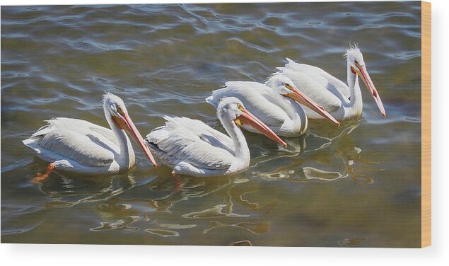 American White Pelican Wood Print featuring the photograph Fishing Line by Dawn Currie