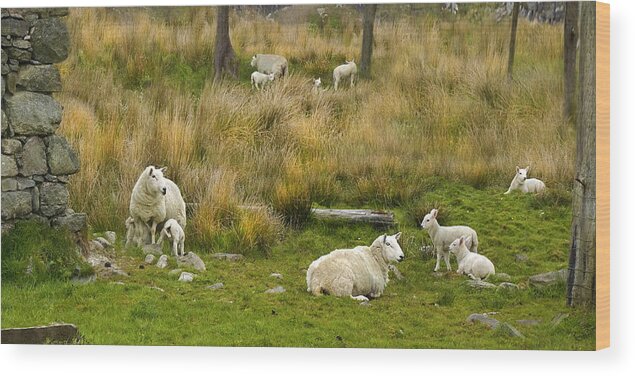 Sheep Wood Print featuring the digital art Gentle Landscape by Vicki Lea Eggen