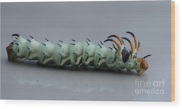 Wildlife Wood Print featuring the photograph Hickory Horned Devil by Randy Bodkins