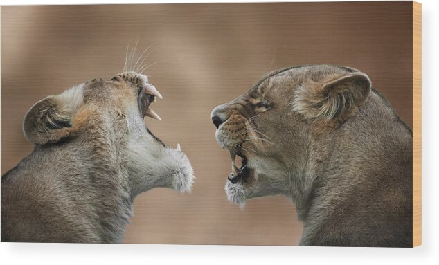 Lion Wood Print featuring the photograph I'm Not Deaf! by Mathilde Guillemot