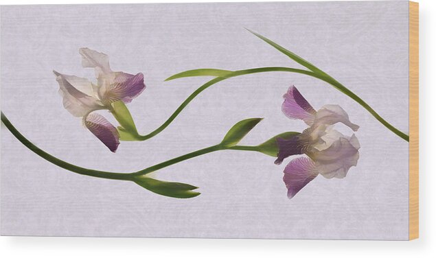 Irises Wood Print featuring the photograph Iris Melody by Leda Robertson