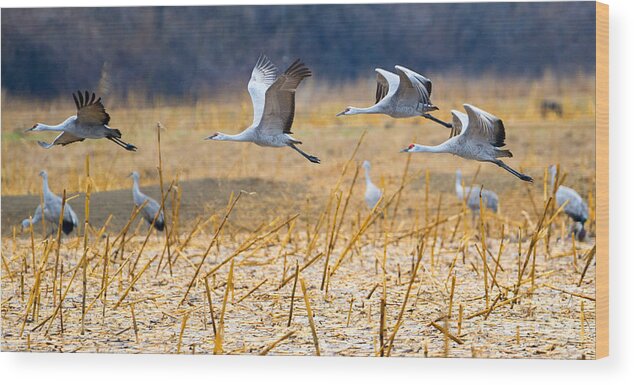 Sandhill Cranes Wood Print featuring the photograph Low Level Flyby by Michael Dawson
