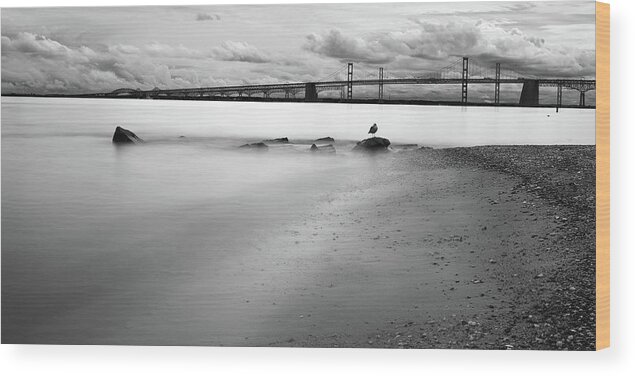 Animals Wood Print featuring the photograph Meditating Sea Gull by Dennis Dame
