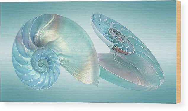 Nautilus Shell Wood Print featuring the photograph Nautilus Jewel Of The Sea by Gill Billington