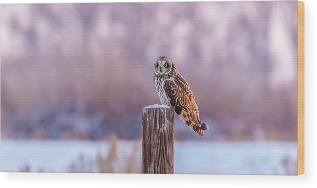 Short-eared Owl Wood Print featuring the photograph One Shorty Winter In Idaho by Yeates Photography