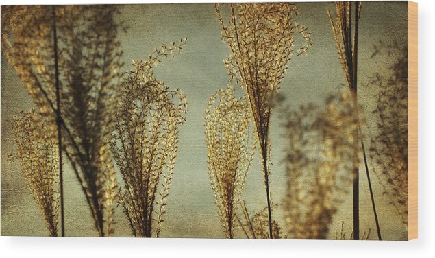 Pampas Grass Wood Print featuring the photograph Pampas Grass by Amy Tyler