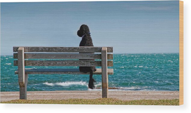 Portuguese Water Dog Wood Print featuring the photograph Patient Waiter by Robin-Lee Vieira