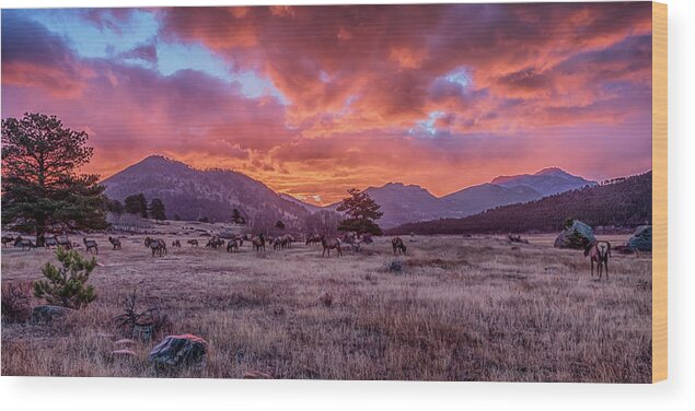 Sunrise Wood Print featuring the photograph Rocky Mountain Sunrise by Susan Rissi Tregoning