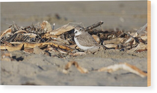 Animals Wood Print featuring the photograph Sandy Beak -- Snowy Plover on the Beach in Morro Bay, California by Darin Volpe