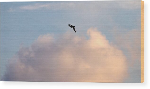 Lehtokukka Wood Print featuring the photograph Seagull's sky 3 by Jouko Lehto