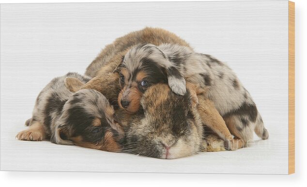 Dwarf Lop Wood Print featuring the photograph Sleep in Camouflage by Warren Photographic