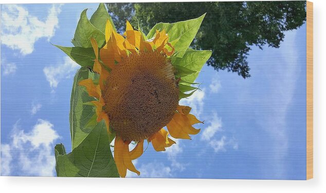 Sun Flower Wood Print featuring the photograph Sun Sun Flower 1 by Rob Hans