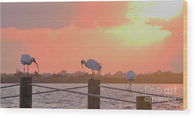 Ibis Wood Print featuring the photograph Sunrise with Ibis 10-26-16 by Julianne Felton