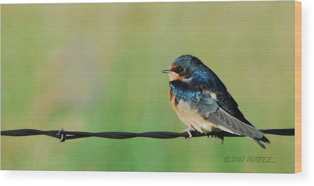 Swallow Wood Print featuring the photograph Swallow On Barbed Wire by Don Durfee