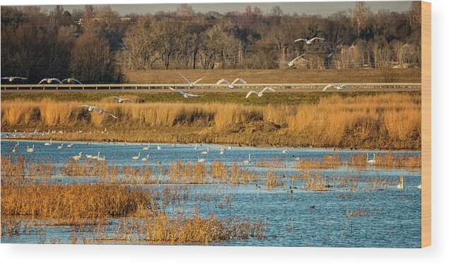 Trumpeter Swans Wood Print featuring the photograph Swans Returning to the Roost at Riverlands 7R2_DSC3855_12202017 by Greg Kluempers