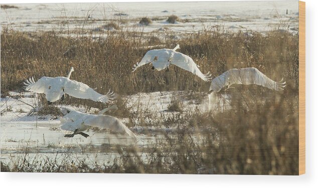 Trumpeter Swans Wood Print featuring the photograph Take Off by Holly Ross