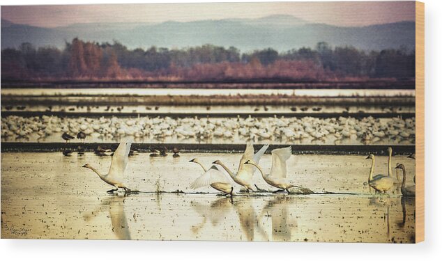 Swans Wood Print featuring the photograph Tundra Swans Lift Off by Abram House