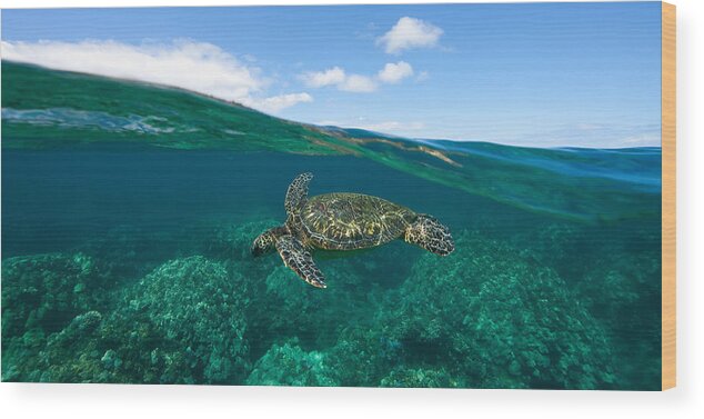 Amaze Wood Print featuring the photograph West Maui Green Sea Turtle by David Olsen