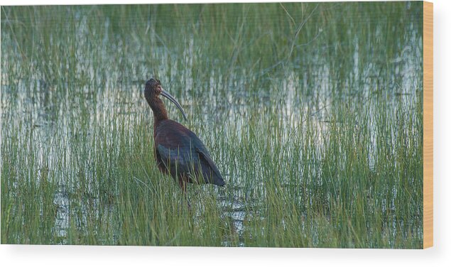 White-faced Ibis Wood Print featuring the photograph White-Faced Ibis In Idaho by Yeates Photography