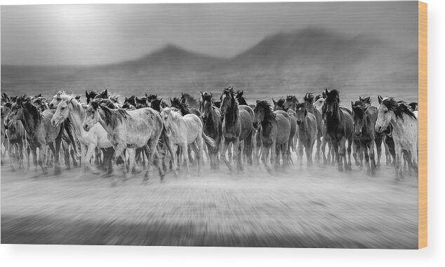 Horse Wood Print featuring the photograph Wild Horses (aka Y?lk? Atlar?) #1 by Mustafa ztrk