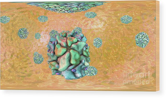 3 Dimensional Wood Print featuring the photograph Human Polioviruses #6 by Kateryna Kon/science Photo Library