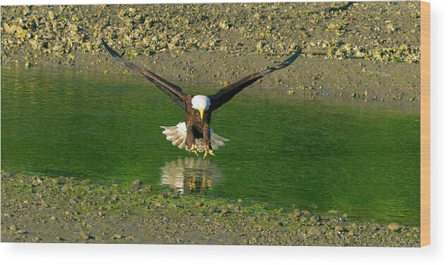  Hood Wood Print featuring the photograph A Bald Eagle catches a fish by Gary Langley