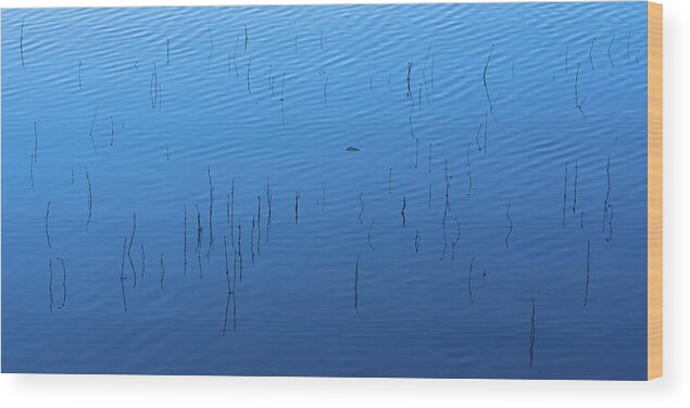 Reed Wood Print featuring the photograph Blue Hour Reeds on a Pond by William Dickman