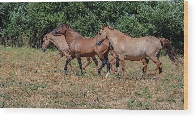 Wild Stallion Wood Print featuring the photograph By your side by Patricia Dennis