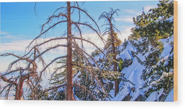 Palm Springs Aerial Tram_ Forest In The Sky Wood Print featuring the photograph Forest in the Sky by Sandra Selle Rodriguez