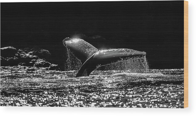 Canada Wood Print featuring the photograph Humpback whale dive in black and white by Murray Rudd