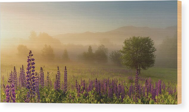 Amazing New England Artworks Wood Print featuring the photograph Lupine In The Fog, Sugar Hill, NH by Jeff Sinon